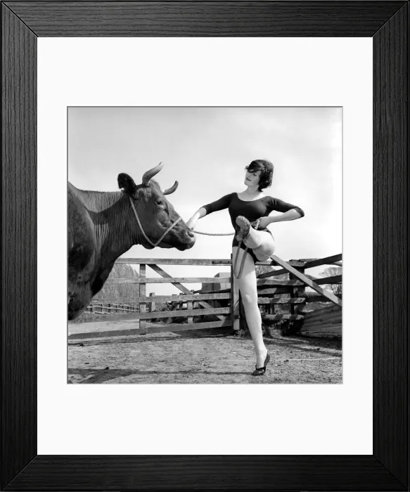 Framed Print : Dancing with Cows: Ballerina Gillian Brodie seen here perform for the cows down Framed Print : Dancing with Cows: Ballerina Gillian Brodie seen here perform for the cows down