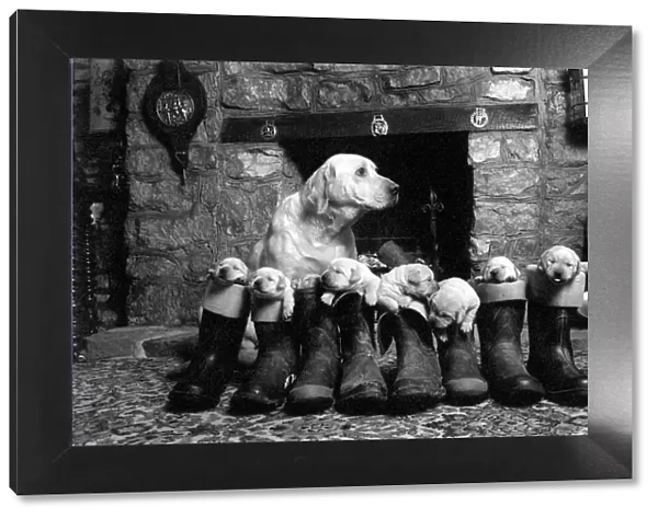 Animals: Dog with her puppies, all standing inside Wellington boots. March 1978 78-1375