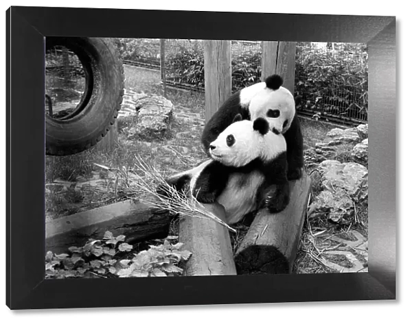 There is hope that at last the two giant Pandas at the London Zoo will be joining in a