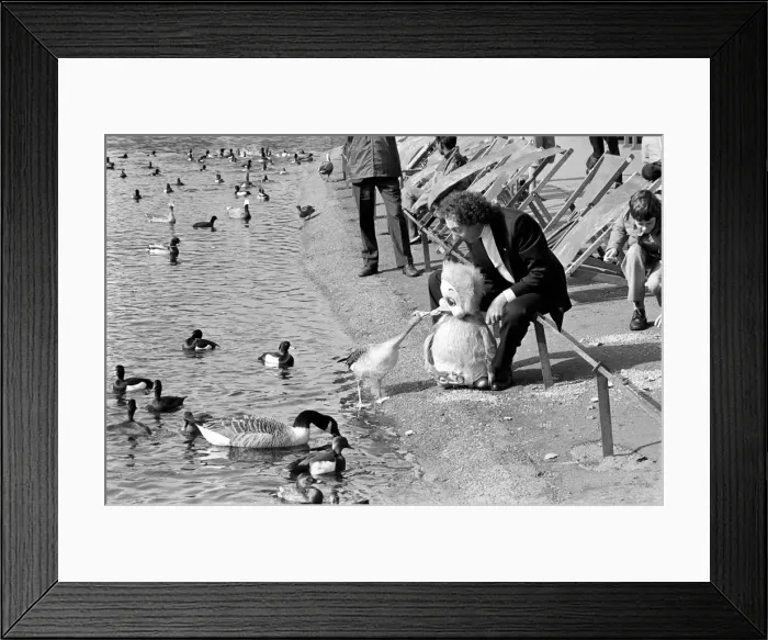 Framed Print : Orville and Ducks: Keith Harriss duck Orville had breakfast with some feathered