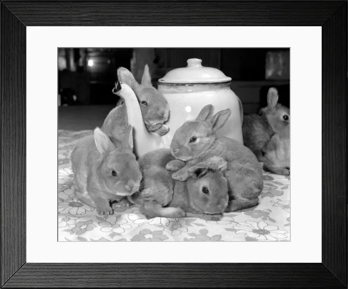 Framed Print : A real tea cosy. October 1977 Filled with warm water this tea pot from the rest