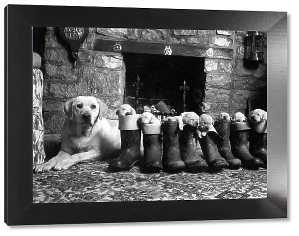 Animals: Dog with her puppies, all standing inside Wellington boots