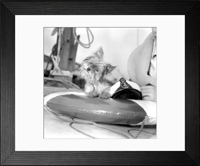 Framed Print : Yorkshire Terrier Dog on beach. April 1961 P2130-001 Framed Print : Yorkshire Terrier Dog on beach. April 1961 P2130-001