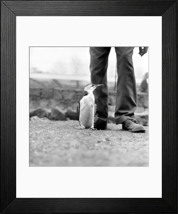 Framed Print : I m a Guillemot, and I m only 12 inches tall