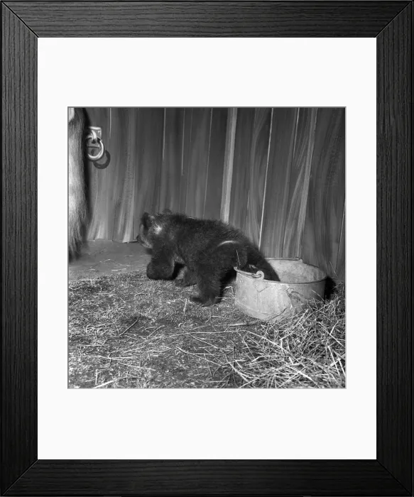 Framed Print : Bear Cub with Horse: Two Russian bear cubs, record at Southport Zoo Framed Print : Bear Cub with Horse: Two Russian bear cubs, record at Southport Zoo