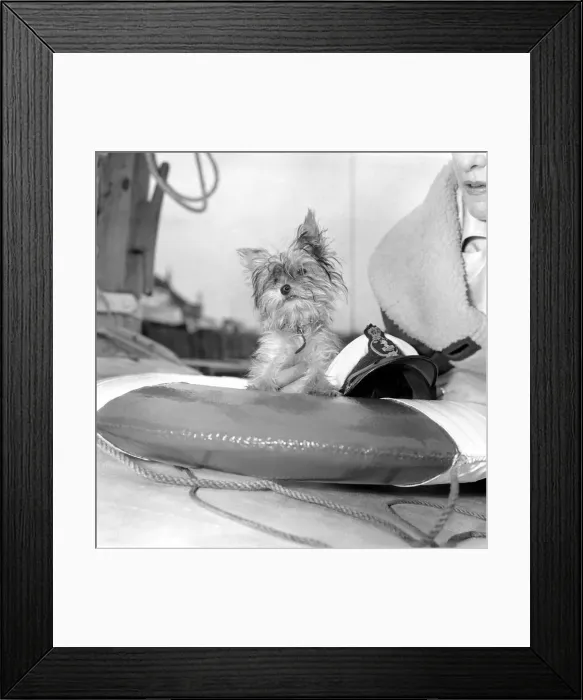 Framed Print : Yorkshire Terrier Dog on beach. April 1961 P2130-007