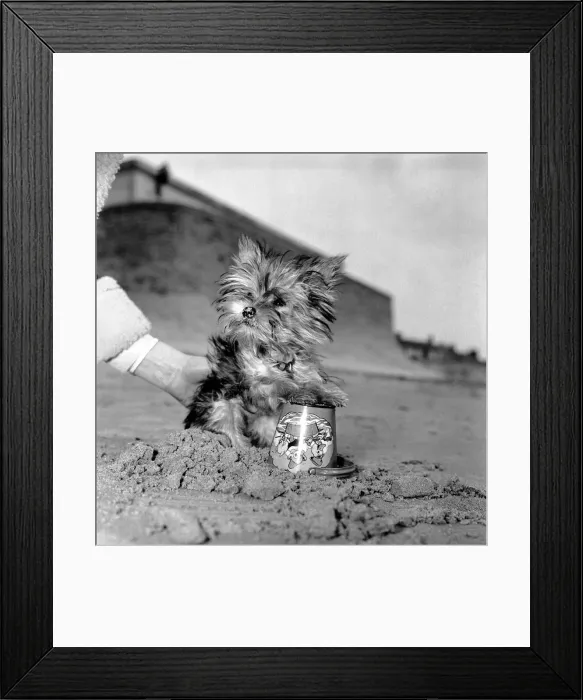 Framed Print : Yorkshire Terrier Dog on beach. April 1961 P2130-006 Framed Print : Yorkshire Terrier Dog on beach. April 1961 P2130-006