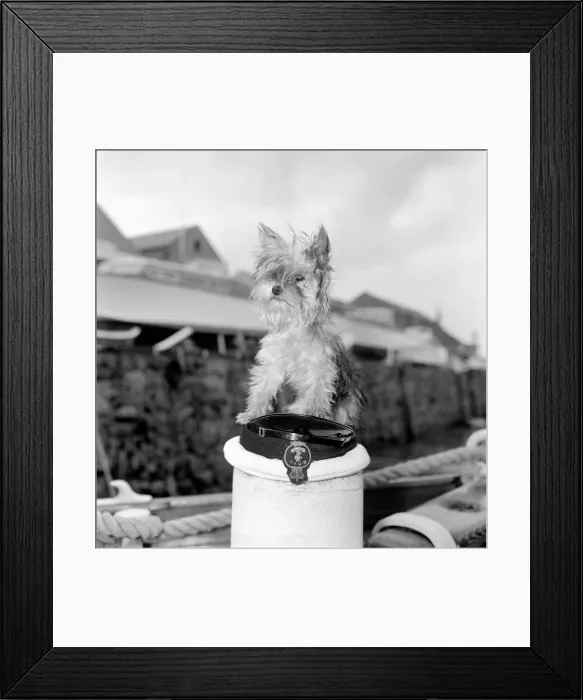 Framed Print : Yorkshire Terrier Dog on beach. April 1961 P2130-004 Framed Print : Yorkshire Terrier Dog on beach. April 1961 P2130-004