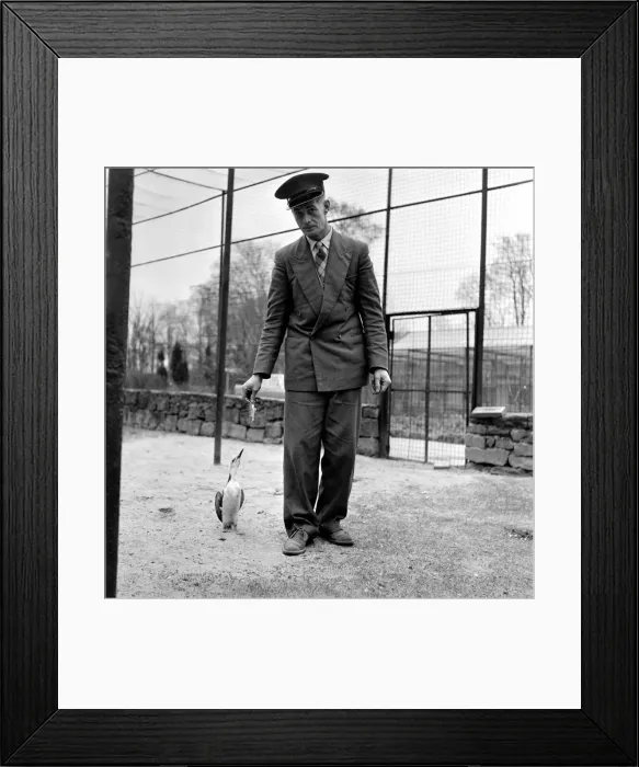 Framed Print : I m a Guillemot, and I m only 12 inches tall Framed Print : I m a Guillemot, and I m only 12 inches tall