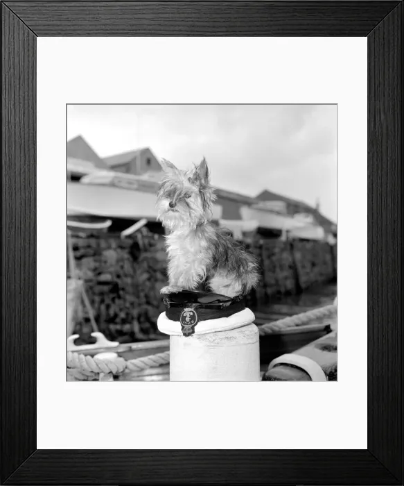 Framed Print : Yorkshire Terrier Dog on beach. April 1961 P2130-002 Framed Print : Yorkshire Terrier Dog on beach. April 1961 P2130-002