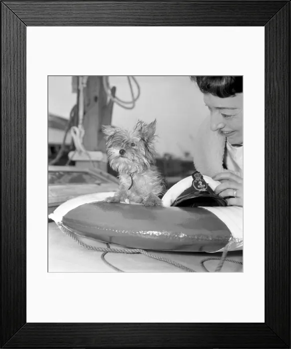 Framed Print : Yorkshire Terrier Dog on beach. April 1961 P2130-003