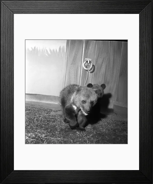 Framed Print : Bear Cub with Horse: Two Russian bear cubs, record at Southport Zoo Framed Print : Bear Cub with Horse: Two Russian bear cubs, record at Southport Zoo