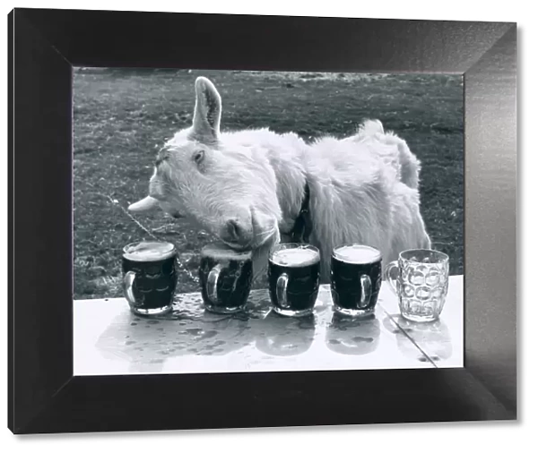 Milligan the Goat tucks into his daily dose of 5 pints of beer