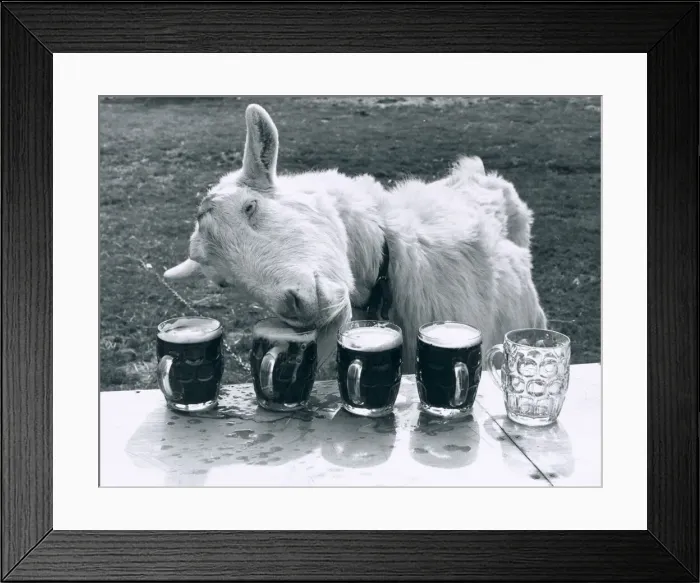 Framed Print : Milligan the Goat tucks into his daily dose of 5 pints of beer