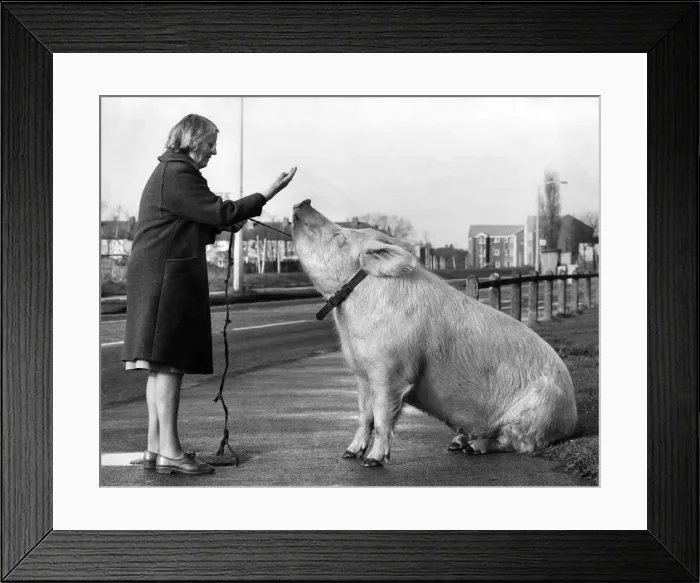 Framed Print : Porkie Walkie: The day Barbara Woodhouse mat Anna the performing pig nobody would bet Framed Print : Porkie Walkie: The day Barbara Woodhouse mat Anna the performing pig nobody would bet