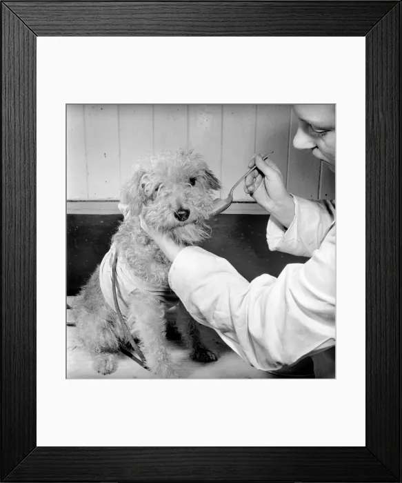 Framed Print : P. D. S. A. Hospital: Dog being given its medicine whilst wear a collar. 1954 A51b-002 Framed Print : P. D. S. A. Hospital: Dog being given its medicine whilst wear a collar. 1954 A51b-002