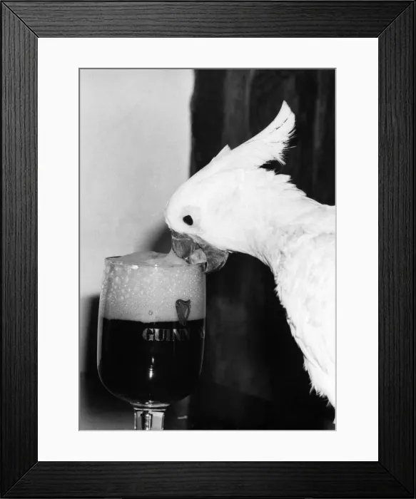 Framed Print : Birds - Cockatoos: Big Head... Cocky can see the beer in there somewhere Framed Print : Birds - Cockatoos: Big Head... Cocky can see the beer in there somewhere