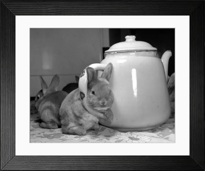 Framed Print : A real tea cosy. October 1977 Filled with warm water this tea pot from the rest