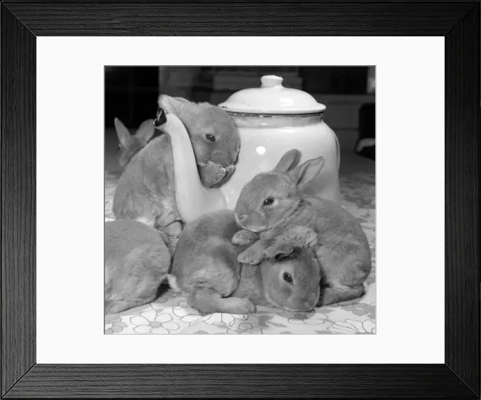 Framed Print : A real tea cosy. October 1977 Filled with warm water this tea pot from the rest