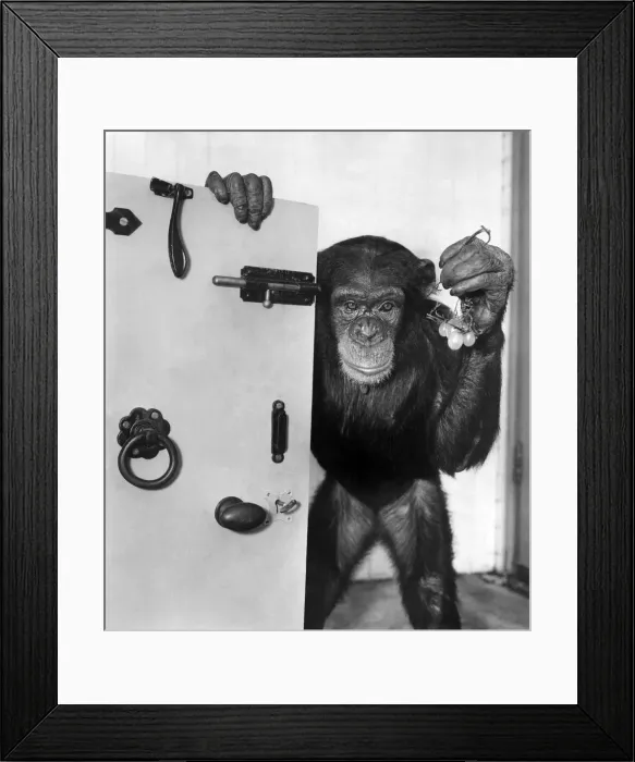 Framed Print : Animals: Chimpanzees: Safe Breaker -. A tip off from the grape vine Framed Print : Animals: Chimpanzees: Safe Breaker -. A tip off from the grape vine