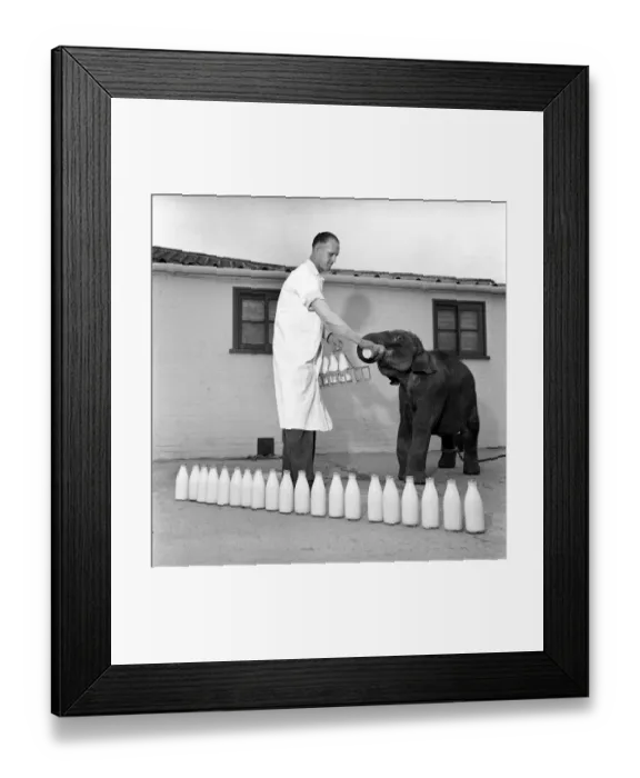 Framed Print : Baby elephant at Winkfield: Heres Dolly who sailed from Calcutta Framed Print : Baby elephant at Winkfield: Heres Dolly who sailed from Calcutta