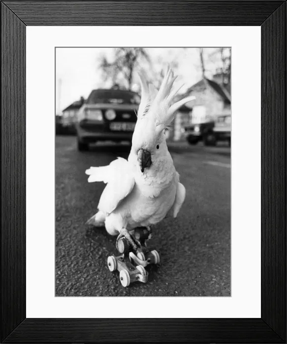 Framed Print : Birds - Cockatoos. Whos Bright Boy... Quincy the intelligent cockatoo Framed Print : Birds - Cockatoos. Whos Bright Boy... Quincy the intelligent cockatoo