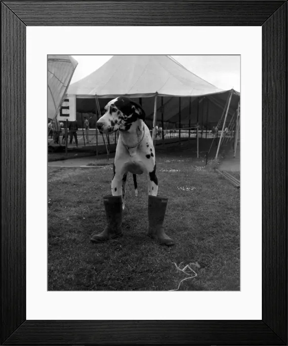 Framed Print : Gerald the Great Dane faces the mud of the village fete in his gun boots Framed Print : Gerald the Great Dane faces the mud of the village fete in his gun boots