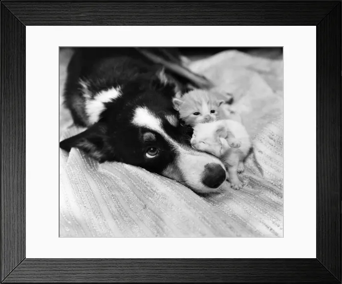 Framed Print : They had been abandoned by the riverside. nEstheri a smooth haired border collie 2 Framed Print : They had been abandoned by the riverside. nEstheri a smooth haired border collie 2