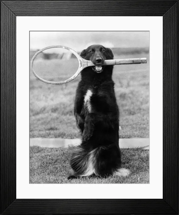 Framed Print : Animals: Dogs: nAnyone for Tennis?i: 2-year-old mongrel bitch Lindy Lou a cross Framed Print : Animals: Dogs: nAnyone for Tennis?i: 2-year-old mongrel bitch Lindy Lou a cross