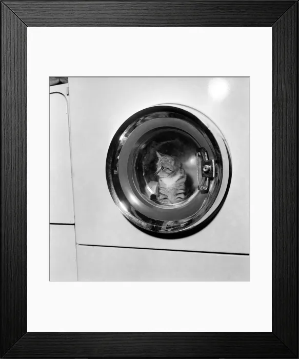 Framed Print : Dinky, a 3 months old tabby kitten, nearly lost all his 9 lives in a washing machine Framed Print : Dinky, a 3 months old tabby kitten, nearly lost all his 9 lives in a washing machine