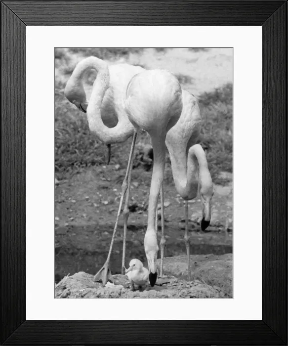 Framed Print : Birds: Flamingo. In the Pink... a Baby With a Long Way to Grow Framed Print : Birds: Flamingo. In the Pink... a Baby With a Long Way to Grow