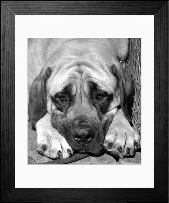 Framed Print : Gerald the Great Dane seen here looking tired and emotional after losing in the village Framed Print : Gerald the Great Dane seen here looking tired and emotional after losing in the village