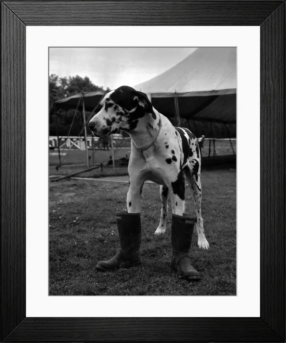 Framed Print : Gerald the Great Dane faces the mud of the village fete in his gun boots