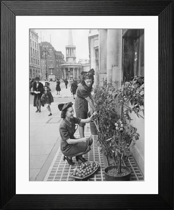 Framed Print : Harvesting tomatoes in Regent St. The ripe ones are picked every morning Framed Print : Harvesting tomatoes in Regent St. The ripe ones are picked every morning