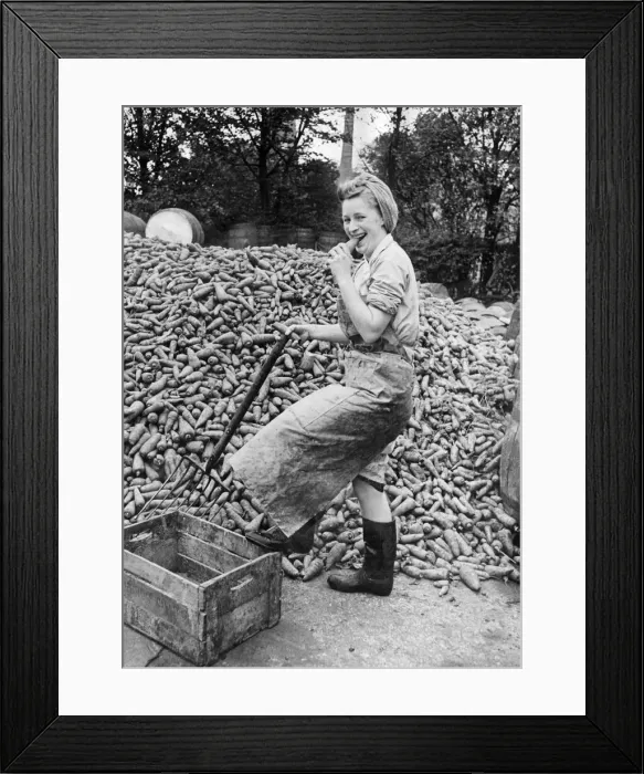 Framed Print : A woman working at Wisbech Smedleys cannery takes a bite out of one of the ten tons of Framed Print : A woman working at Wisbech Smedleys cannery takes a bite out of one of the ten tons of