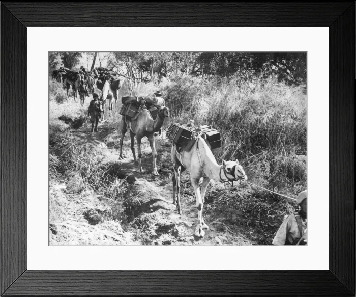 Framed Print : The first battalion of Ethiopian troops led by an Australian Officer and four NCO Framed Print : The first battalion of Ethiopian troops led by an Australian Officer and four NCO