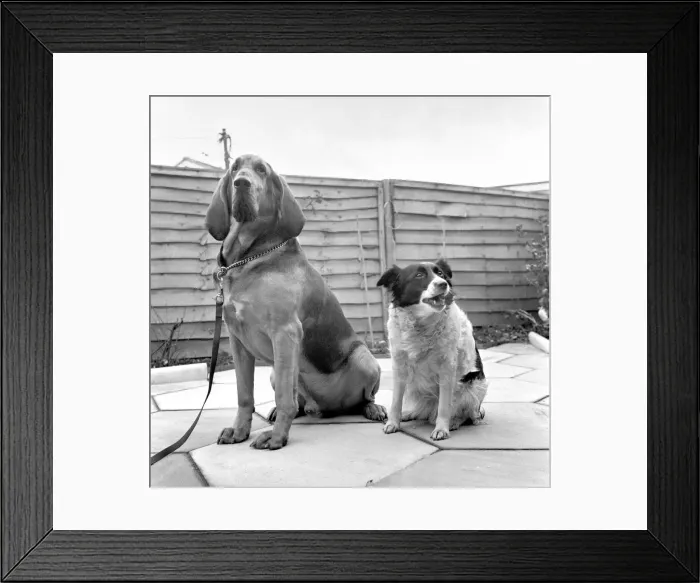 Framed Print : Brutes'the blood hound and Mandy'the Mongrel dog Framed Print : Brutes'the blood hound and Mandy'the Mongrel dog