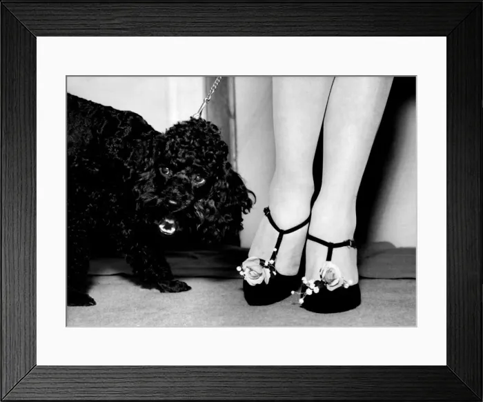 Framed Print : Sam the black poodle gives a howl of appreciation as he sees this shoe which had been