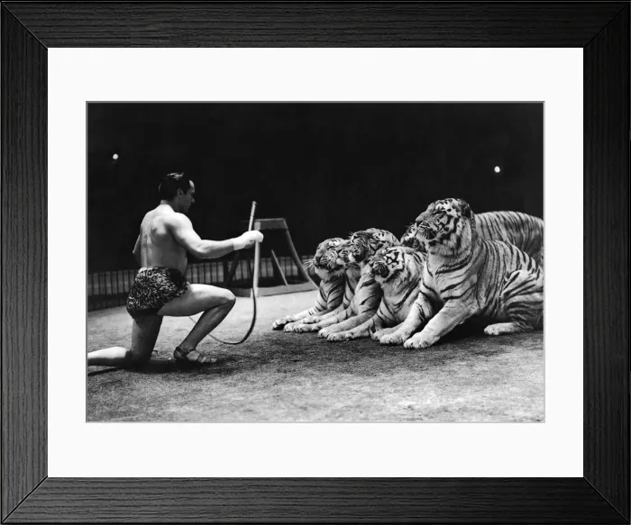 Framed Print : Gilbert Honch and tigers at Belle Vue Manchester. January 1947 P009686 Framed Print : Gilbert Honch and tigers at Belle Vue Manchester. January 1947 P009686