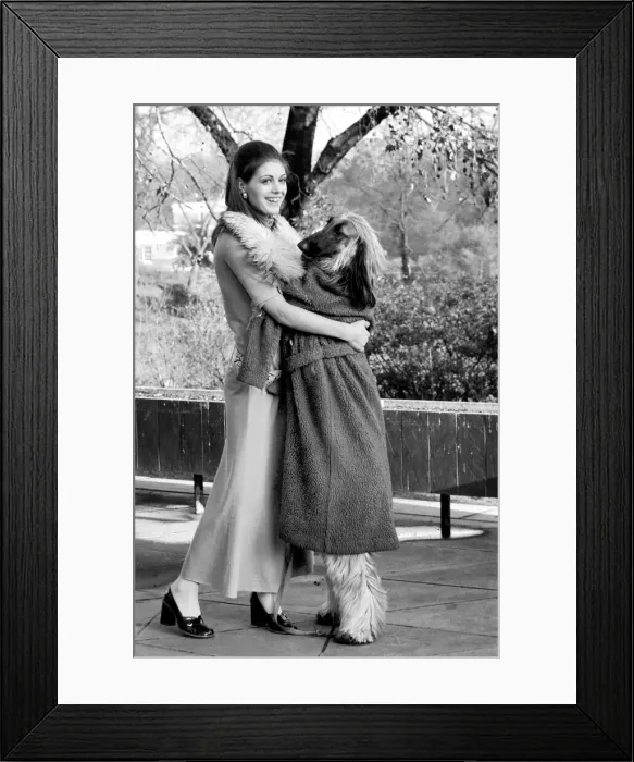 Framed Print : Some of the dogs taking part in the Richmond Dog Show next Saturday Framed Print : Some of the dogs taking part in the Richmond Dog Show next Saturday