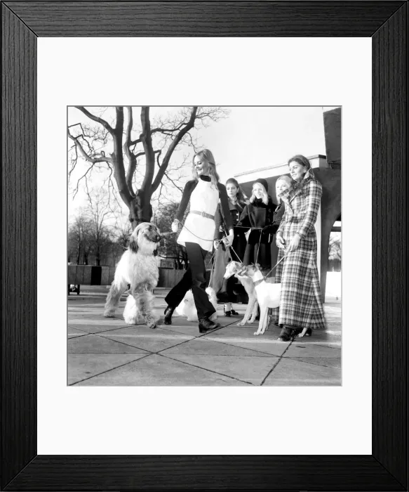 Framed Print : Some of the dogs taking part in the Richmond Dog Show next Saturday Framed Print : Some of the dogs taking part in the Richmond Dog Show next Saturday