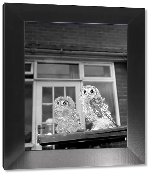 Owls. June 1960 M4501-004