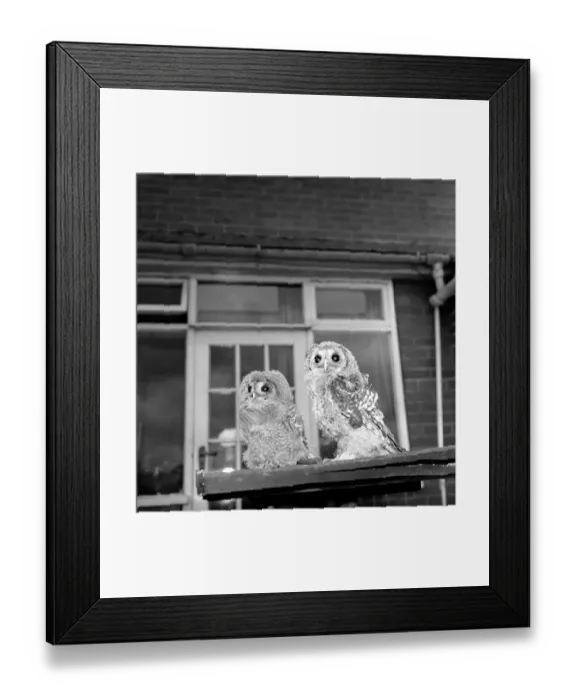 Framed Print : Owls. June 1960 M4501-004