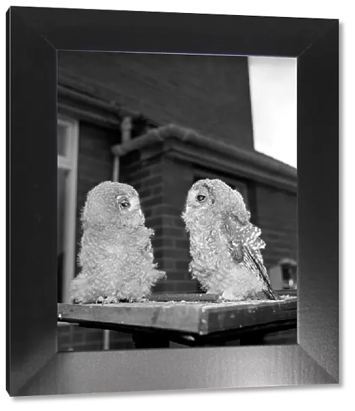 Owls. June 1960 M4501-007