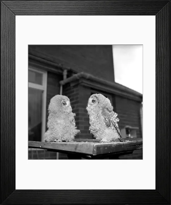 Framed Print : Owls. June 1960 M4501-007 Framed Print : Owls. June 1960 M4501-007