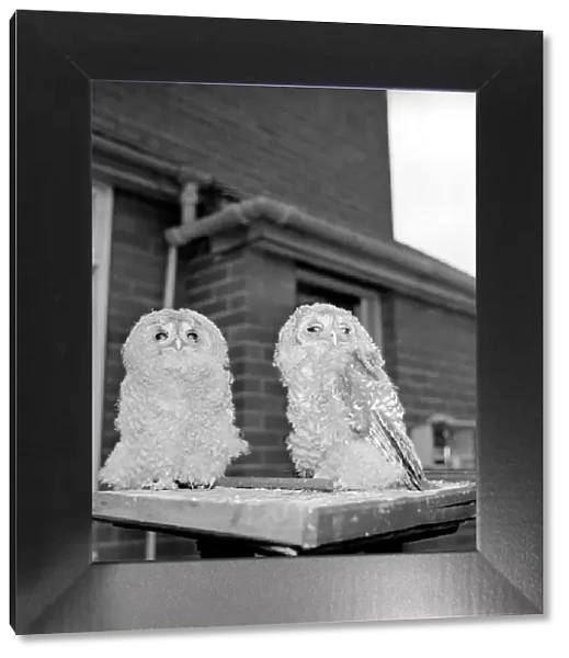 Owls. June 1960 M4501-005
