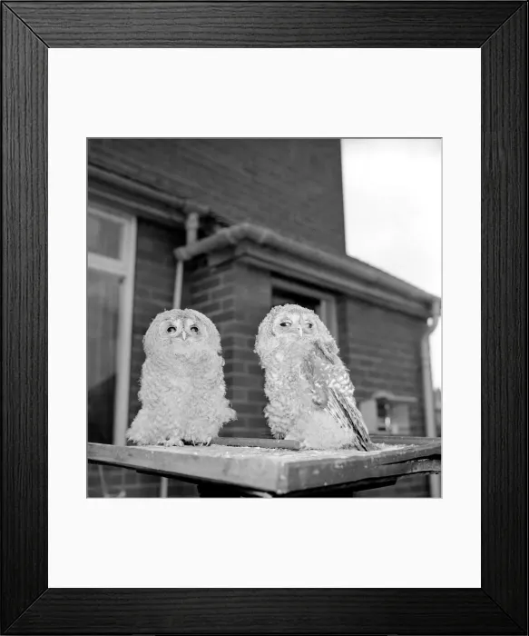 Framed Print : Owls. June 1960 M4501-005 Framed Print : Owls. June 1960 M4501-005