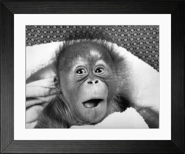 Framed Print : This baby Orang-Utan may have a surprised look on her face Framed Print : This baby Orang-Utan may have a surprised look on her face