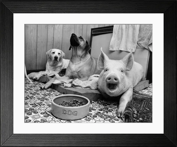 Framed Print : Minnie the pig woofs'in unison with Keeley the Rhodesian ridgeback Framed Print : Minnie the pig woofs'in unison with Keeley the Rhodesian ridgeback