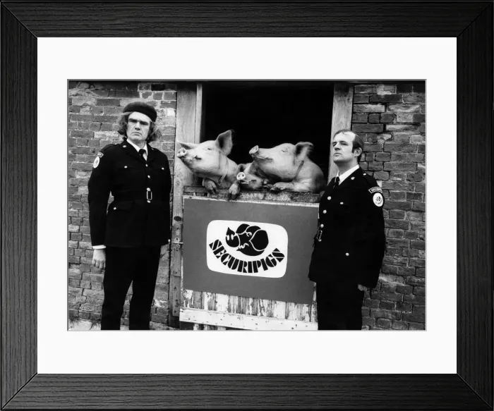 Framed Print : Some little pigs go to market but the finest risk life and trotter to protect